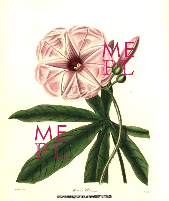 : Plata ipomoea, Ipomoea platensis : Plata ipomoea, Ipomoea platensis