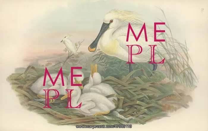 : Platalea leucorodia, Eurasian spoonbill : Platalea leucorodia, Eurasian spoonbill