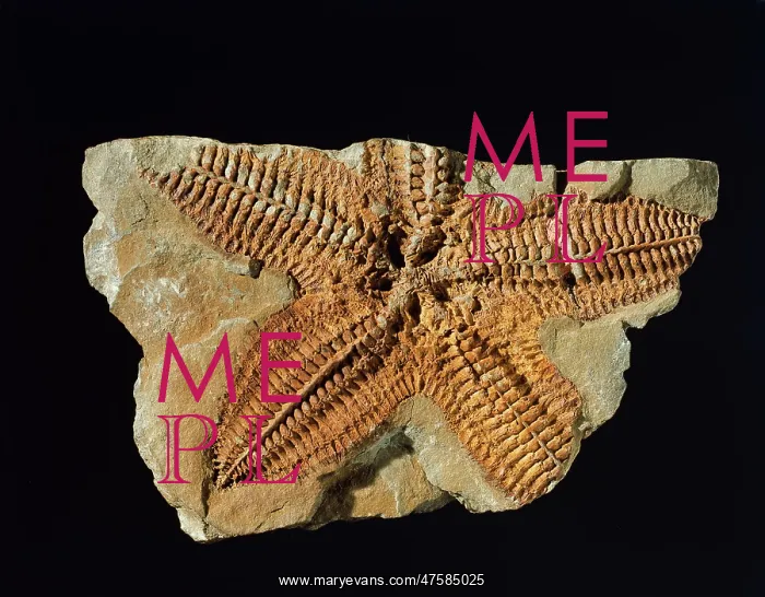 : Platanaster ordovicus, starfish : Platanaster ordovicus, starfish