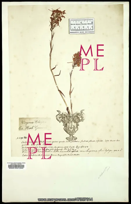 : Platanthera : Platanthera