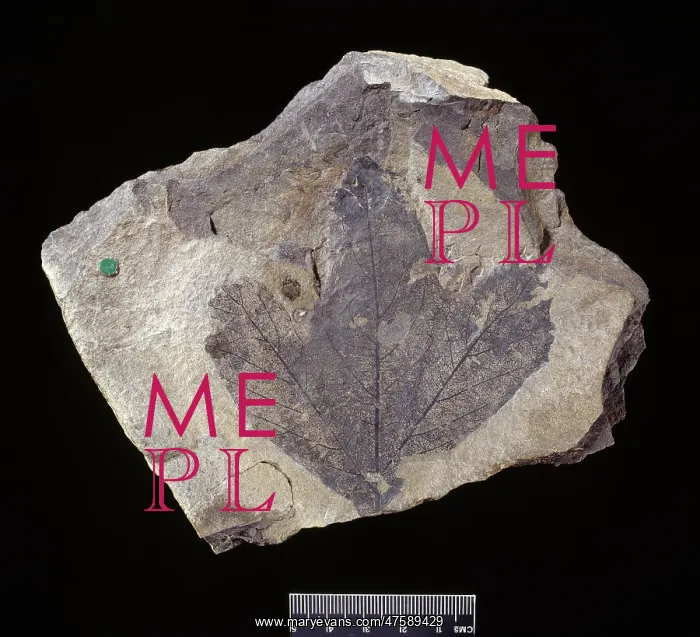 : Platanus latifolia, fossil plane tree leaf : Platanus latifolia, fossil plane tree leaf