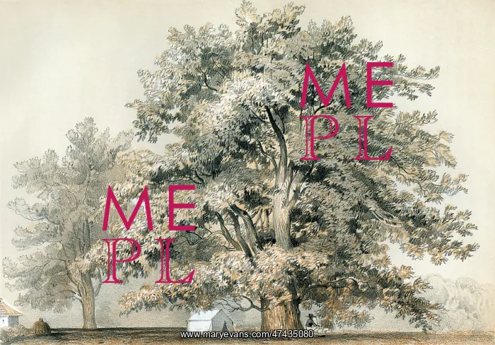 : PLATANUS RACEMOSA : PLATANUS RACEMOSA