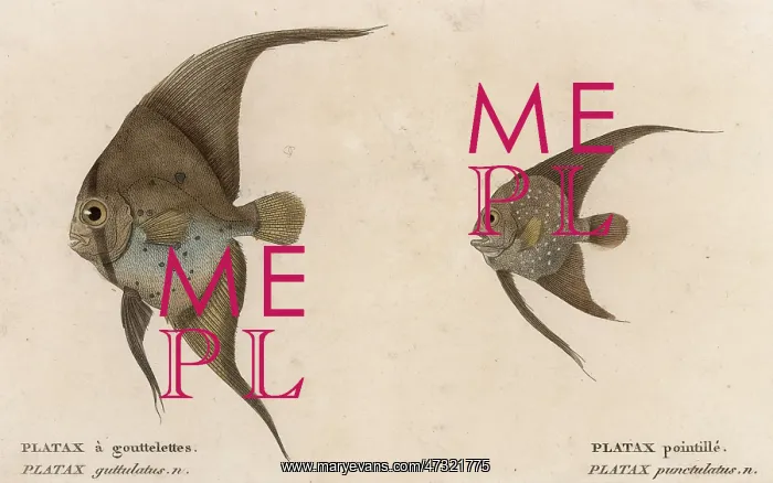  : PLATAX (BATFISH)  /  1860