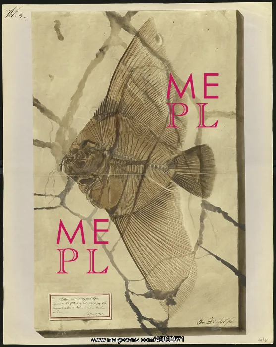 : Platax macropterygius Agassiz : Platax macropterygius Agassiz