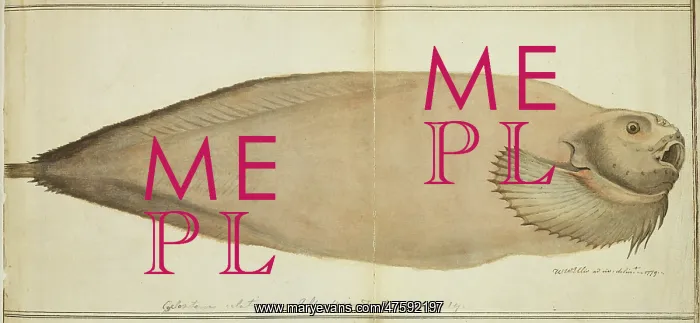 : Plate 100 by William Ellis : Plate 100 by William Ellis