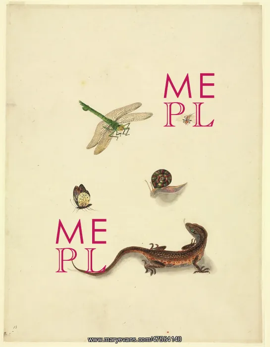 : Plate 101 from the John Reeves Collection (Zoology) : Plate 101 from the John Reeves Collection (Zoology)