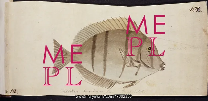 : Plate 102 by William Ellis : Plate 102 by William Ellis