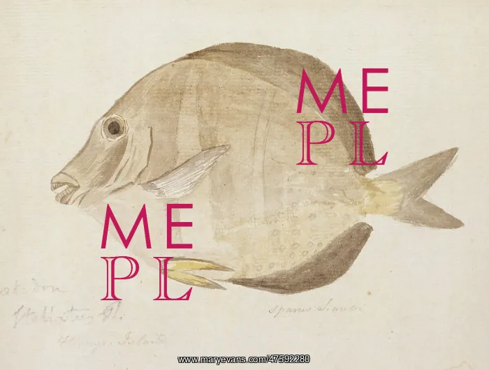 : Plate 103 by William Ellis : Plate 103 by William Ellis