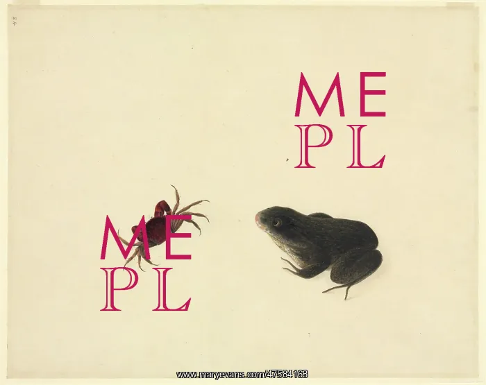 : Plate 105 from the John Reeves Collection (Zoology) : Plate 105 from the John Reeves Collection (Zoology)