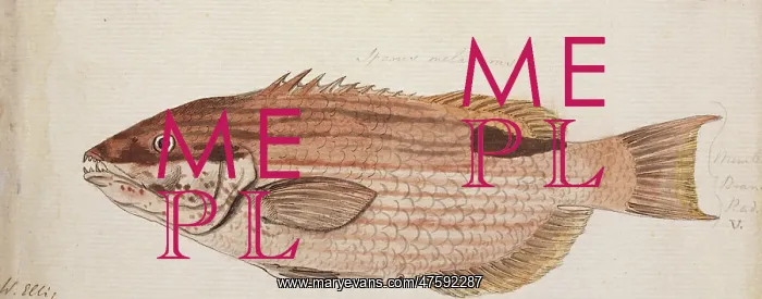 : Plate 105 by William Ellis : Plate 105 by William Ellis