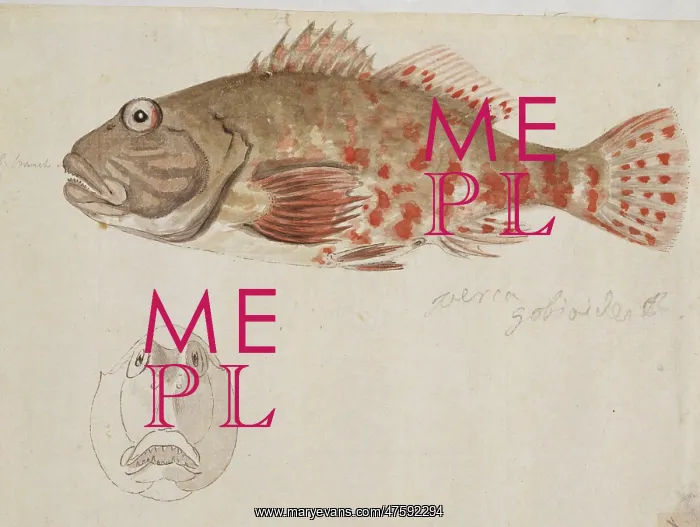 : Plate 109 by William Ellis : Plate 109 by William Ellis