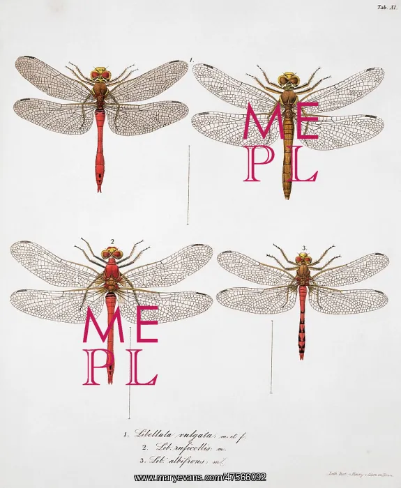: Plate 11 from Libellulinae Europaeae by de Charpentier : Plate 11 from Libellulinae Europaeae by de Charpentier