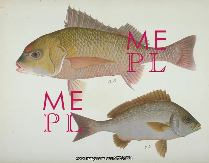 : Plate 111 from the John Reeves Collection : Plate 111 from the John Reeves Collection