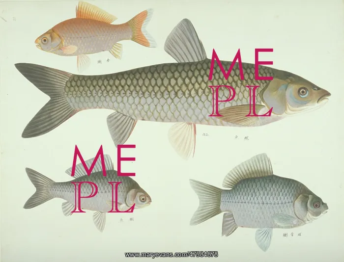 : Plate 134 from the John Reeves Collection : Plate 134 from the John Reeves Collection