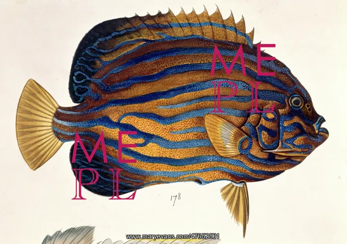 : Plate 134 from the John Reeves Collection : Plate 134 from the John Reeves Collection
