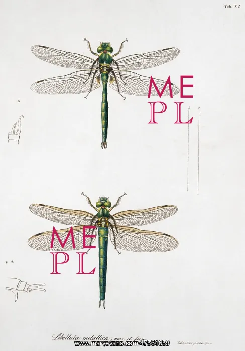 : Plate 15 from Libellulinae Europaeae by de Charpentier : Plate 15 from Libellulinae Europaeae by de Charpentier
