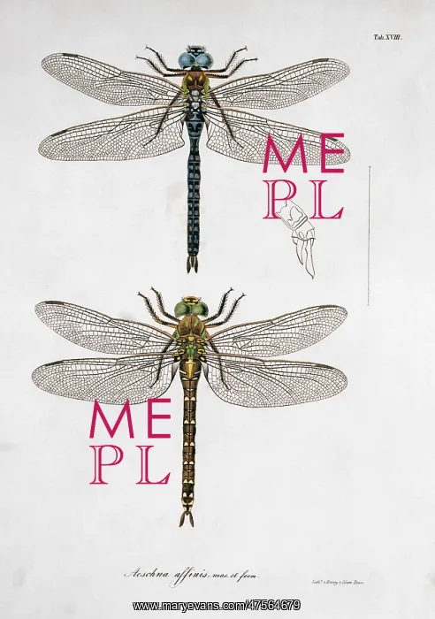 : Plate 18 from Libellulinae Europaeae by de Charpentier : Plate 18 from Libellulinae Europaeae by de Charpentier