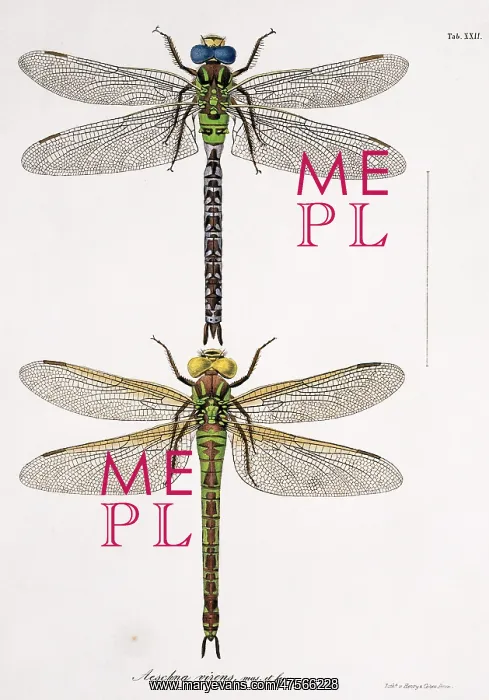: Plate 22 from Libellulinae Europaeae by de Charpentier : Plate 22 from Libellulinae Europaeae by de Charpentier