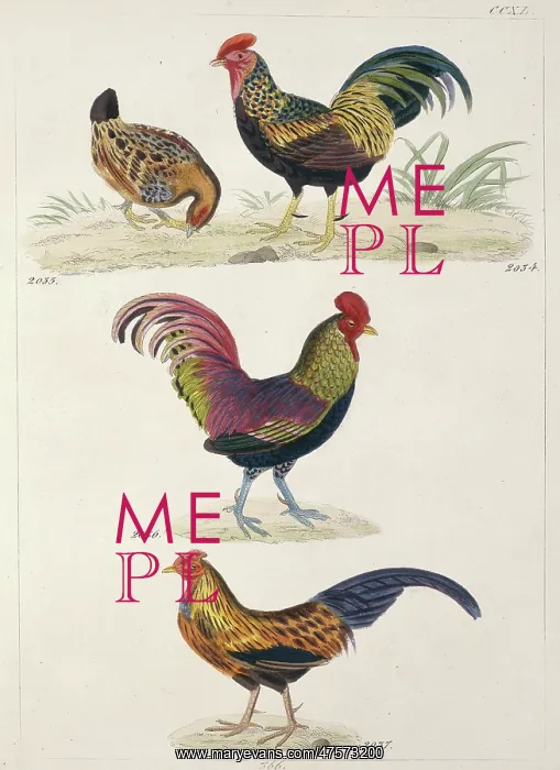: Plate 240 from Reichenbach's Synopsis Avium : Plate 240 from Reichenbach's Synopsis Avium