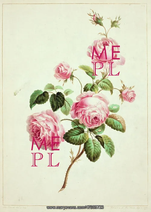  : Rose. Plate 3 from Flowers by J Edwards, 1795