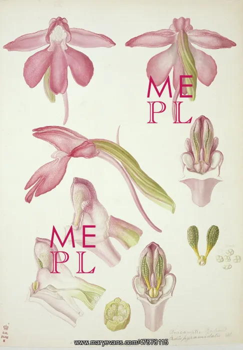 : Plate 33 from British Orchids : Plate 33 from British Orchids