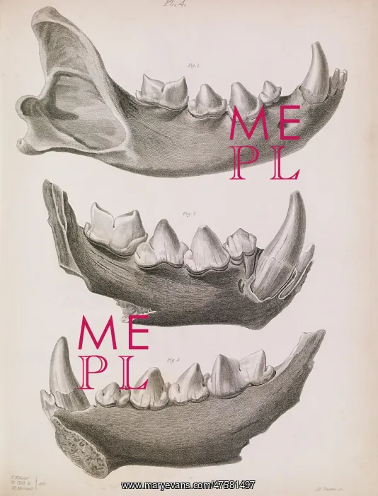: Plate 4 in Reliquiae Diluvianae (1823) : Plate 4 in Reliquiae Diluvianae (1823)