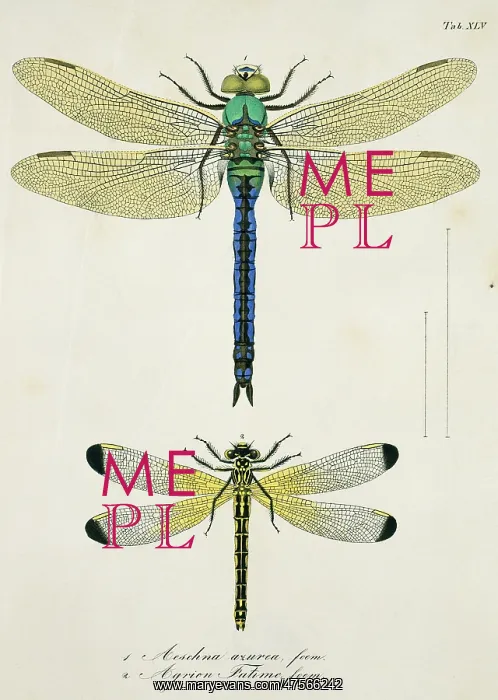 : Plate 45 from Libellulinae Europaeae by de Charpentier : Plate 45 from Libellulinae Europaeae by de Charpentier