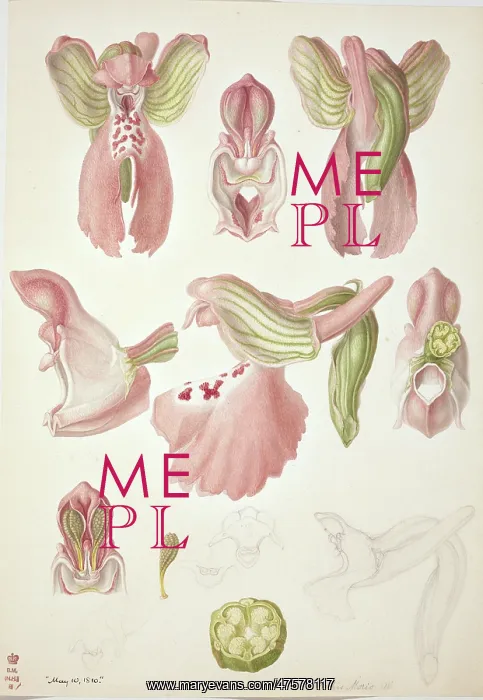 : Plate 64 from British Orchids : Plate 64 from British Orchids
