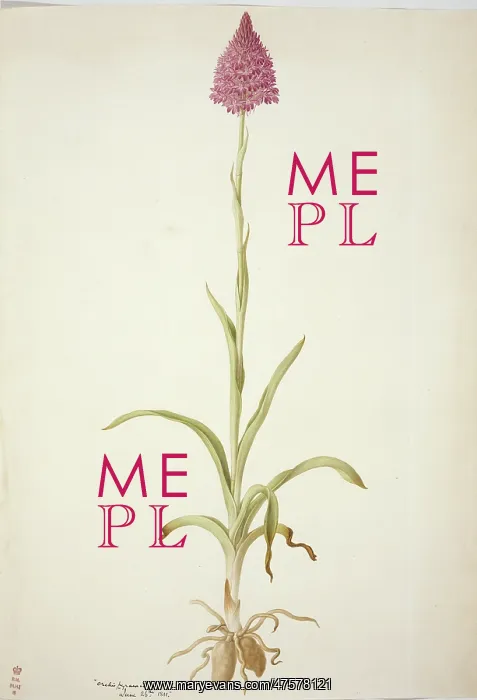 : Plate 77 from British Orchids : Plate 77 from British Orchids