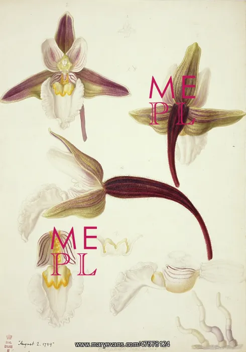 : Plate 79 from British Orchids : Plate 79 from British Orchids