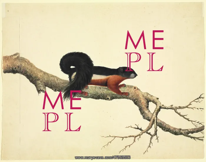 : Plate 79 of the Reeves Collection (Zoology) : Plate 79 of the Reeves Collection (Zoology)