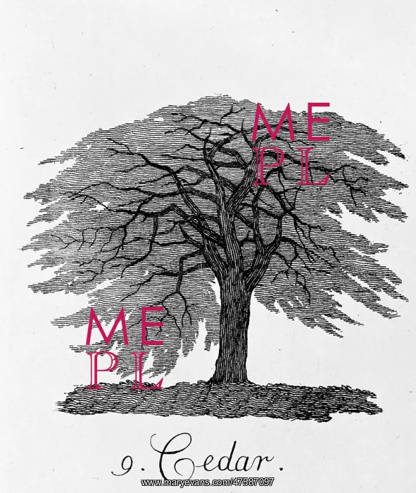 : Cedar. Plate 9 from The Shape, Skeleton and Foliage of Thirty Two Species of Trees : Cedar. Plate 9 from The Shape, Skeleton and Foliage of Thirty Two Species of Trees