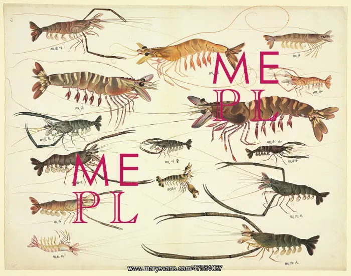 : Plate 90 from the John Reeves Collection : Plate 90 from the John Reeves Collection