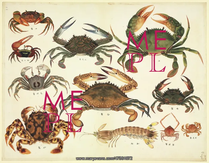 : Plate 94 from the John Reeves Collection : Plate 94 from the John Reeves Collection