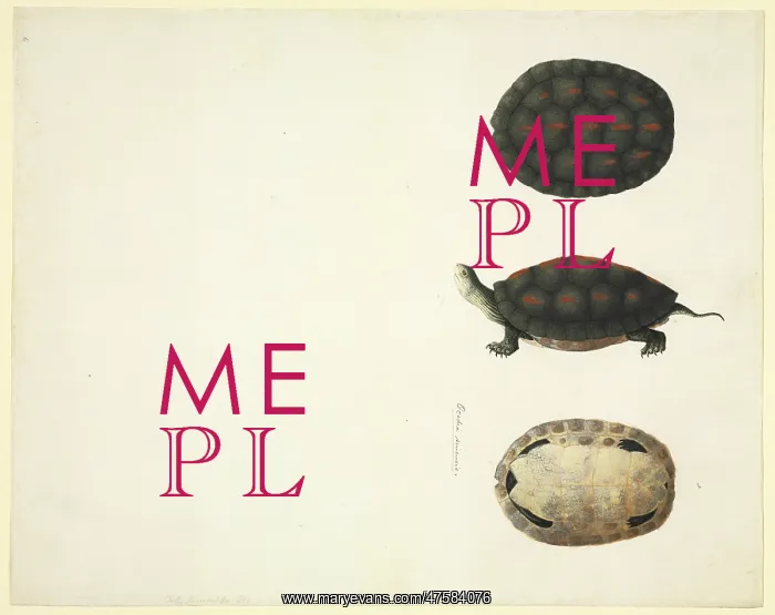 : Plate 97 from the John Reeves Collection (Zoology) : Plate 97 from the John Reeves Collection (Zoology)