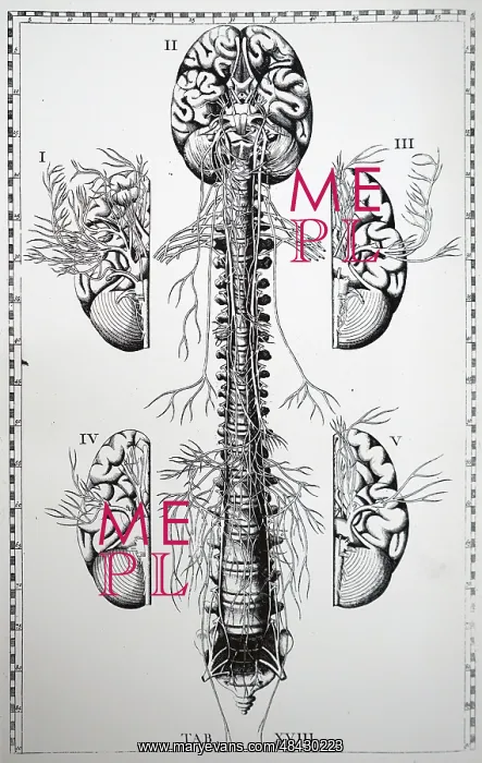 : Plate of the brain and nerves. From Bartolemmeo : Plate of the brain and nerves. From Bartolemmeo