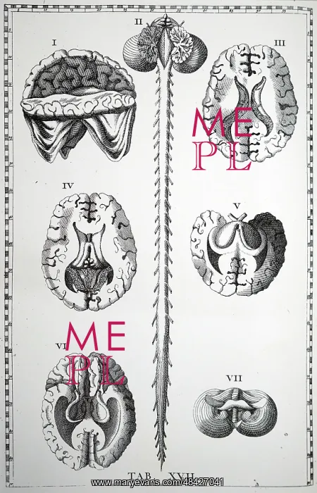 : Plate of the brain and spinal chord. From Bartolemmeo : Plate of the brain and spinal chord. From Bartolemmeo