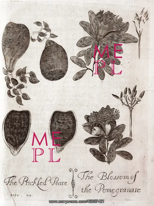 : Plate depicting a prickly pear and a pomegranate : Plate depicting a prickly pear and a pomegranate