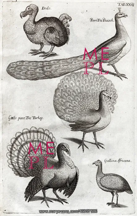 : Plate depicting various birds including the Dodo, Turkey and : Plate depicting various birds including the Dodo, Turkey and