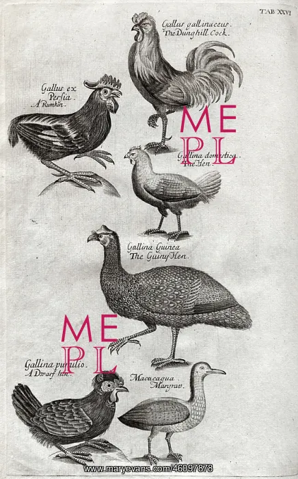 : Plate depicting various birds, mainly poultry : Plate depicting various birds, mainly poultry