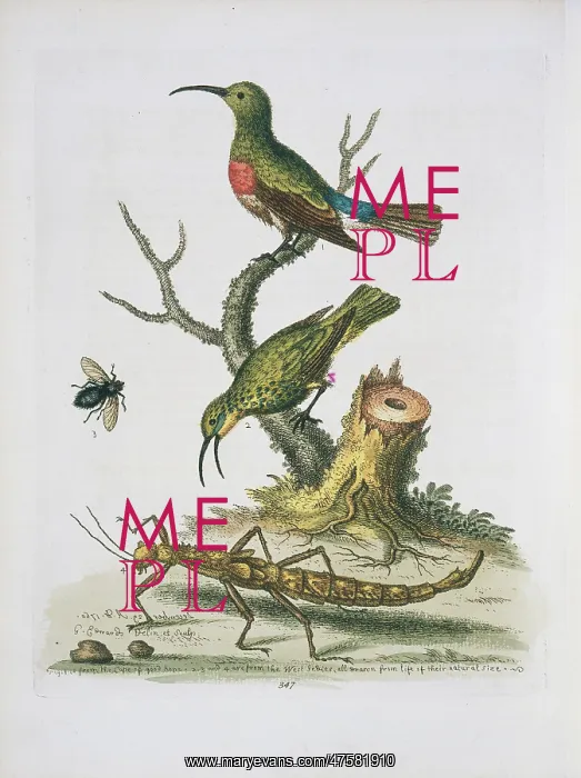 : Plate from The Gleanings of Natural History by George Edward : Plate from The Gleanings of Natural History by George Edward