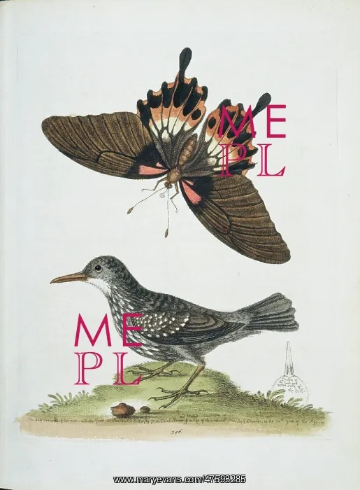 : Plate from The Gleanings of Natural History by George Edward : Plate from The Gleanings of Natural History by George Edward