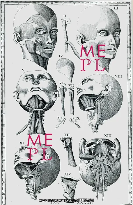 : Plate of the head and neck including at IX and : Plate of the head and neck including at IX and