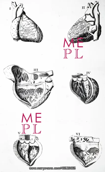  : Plate of the heart