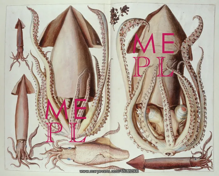 : Plate of molluscs : Plate of molluscs