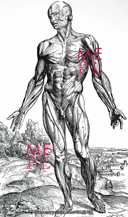 : Third Plate of the Muscles. From Andreas Vesalius : Third Plate of the Muscles. From Andreas Vesalius