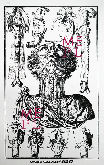 : Plate of the neck, trachea etc. From Julius Casserius : Plate of the neck, trachea etc. From Julius Casserius