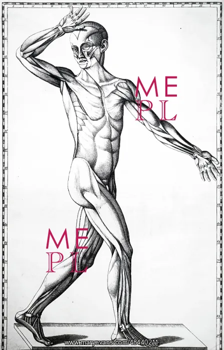 : Plate showing the top layer of muscles. From Bartolemmeo : Plate showing the top layer of muscles. From Bartolemmeo
