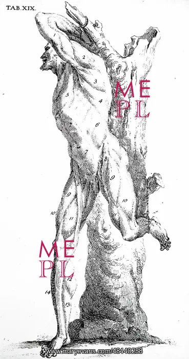 : Plate showing the top layer of muscles. From William : Plate showing the top layer of muscles. From William