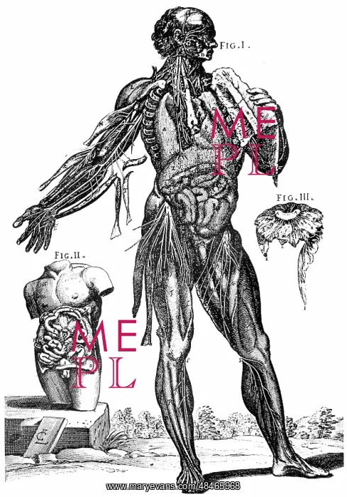 : Plate showing muscles and contents of the abdomem : Plate showing muscles and contents of the abdomem